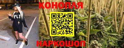 крисы Славгород